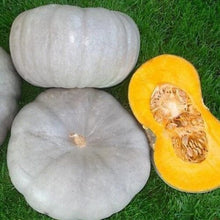 Indlæs billede til gallerivisning Alteya Organics - Bio Græskarkerneolie - 50 ml Gua-sha.dk