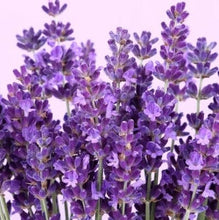 Indlæs billede til gallerivisning Økologisk shampoo & conditioner - Lavendel - 2 X 250ml Gua-sha.dk