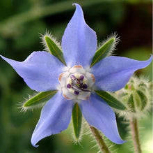 Indlæs billede til gallerivisning ALTEYA ORGANICS - BIO BORAGE OIL - 50 ml Gua-sha.dk
